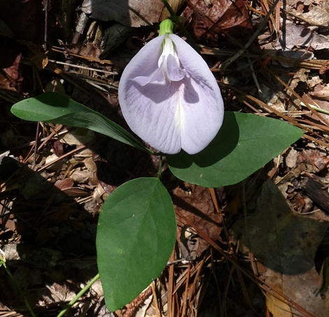 {Clitoria mariana}